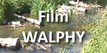 Film Walphy